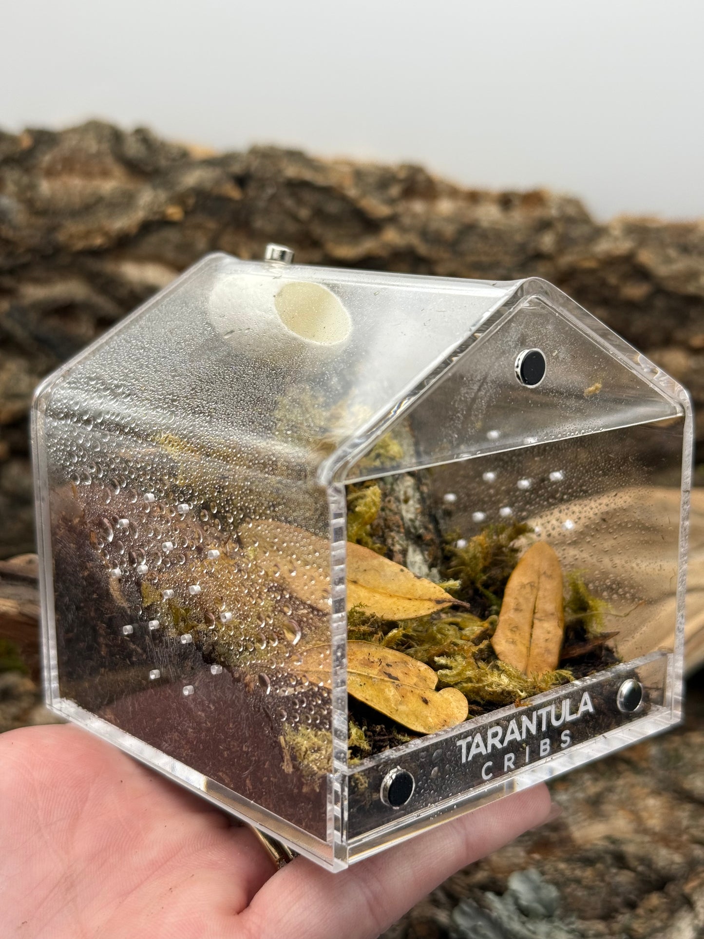 Bioactive Jumping spider kit