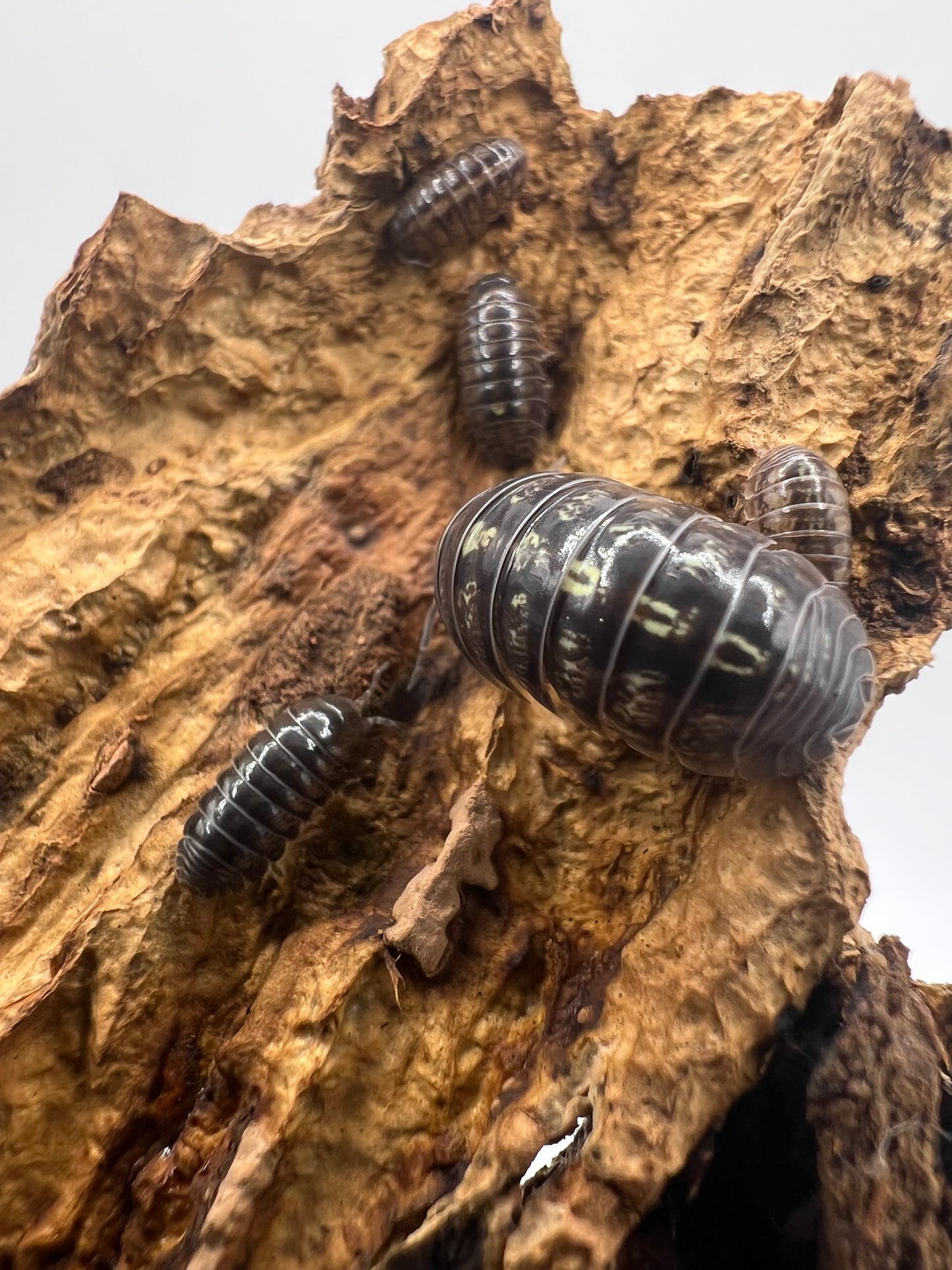 Armadilidium Vulgare “Gem mix”