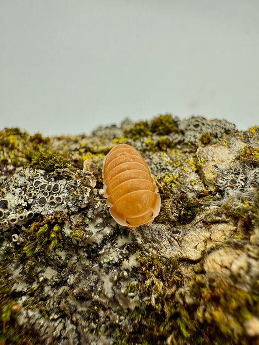 Cubaris Sp Citrus Panda