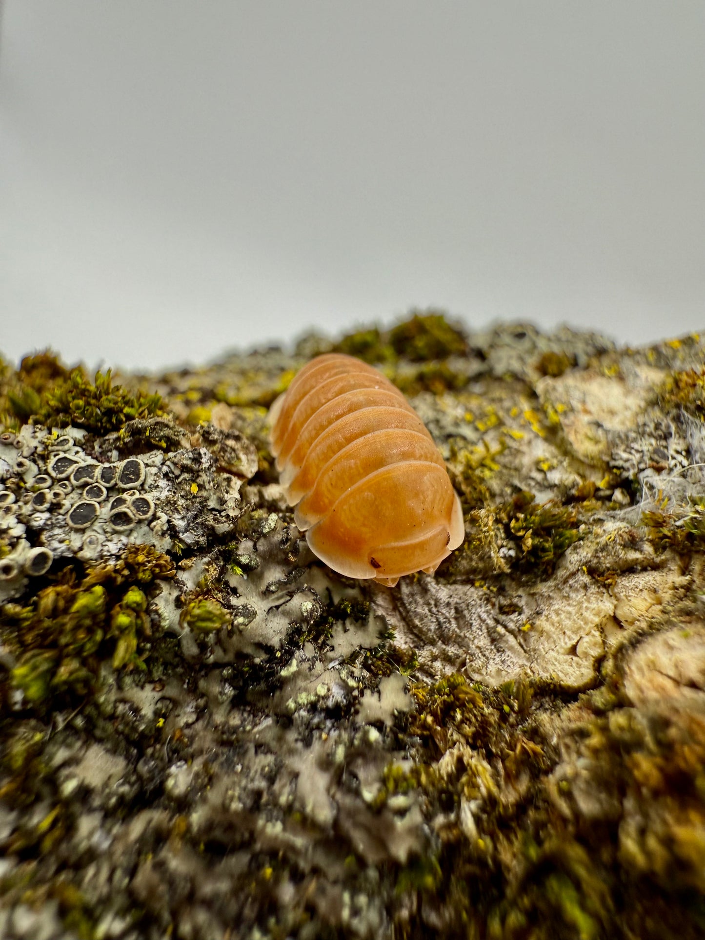 Cubaris Sp Citrus Panda