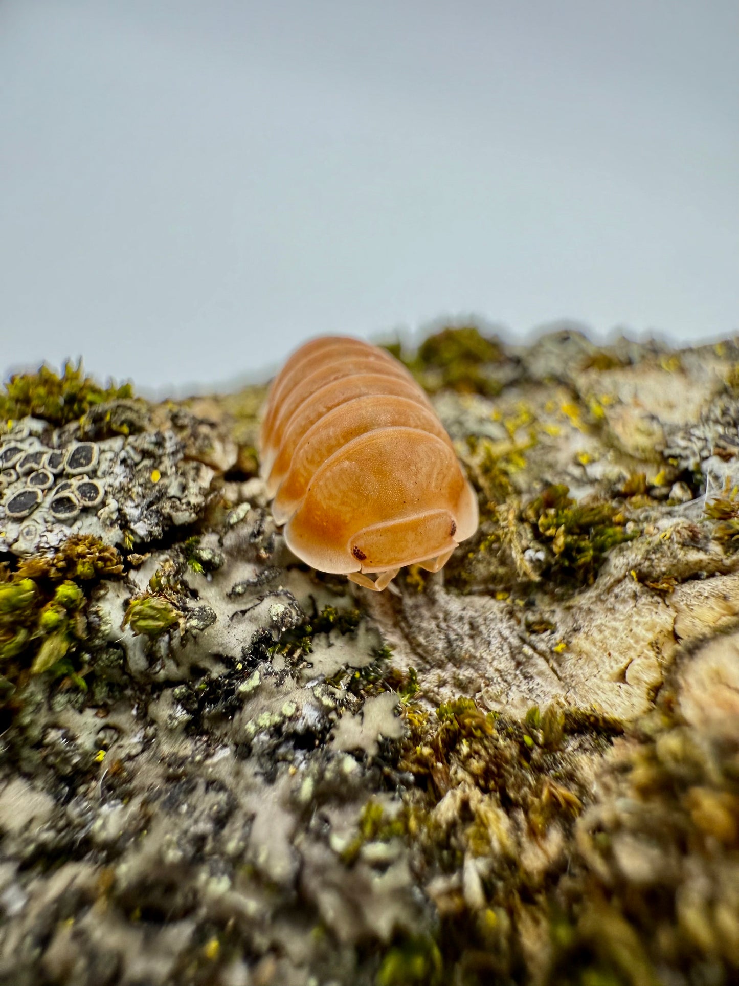 Cubaris Sp Citrus Panda