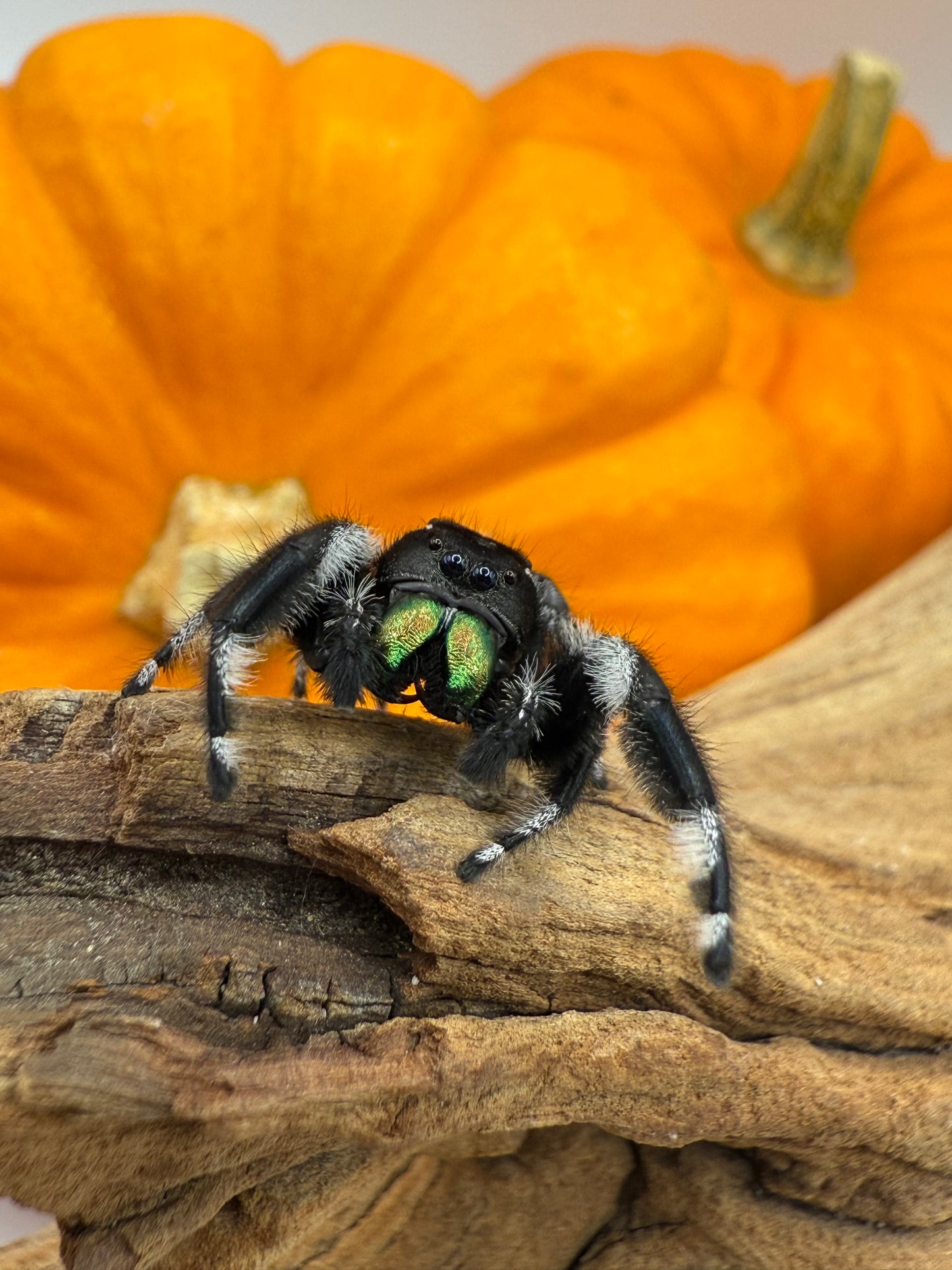 Phidippus Regius Everglades baby