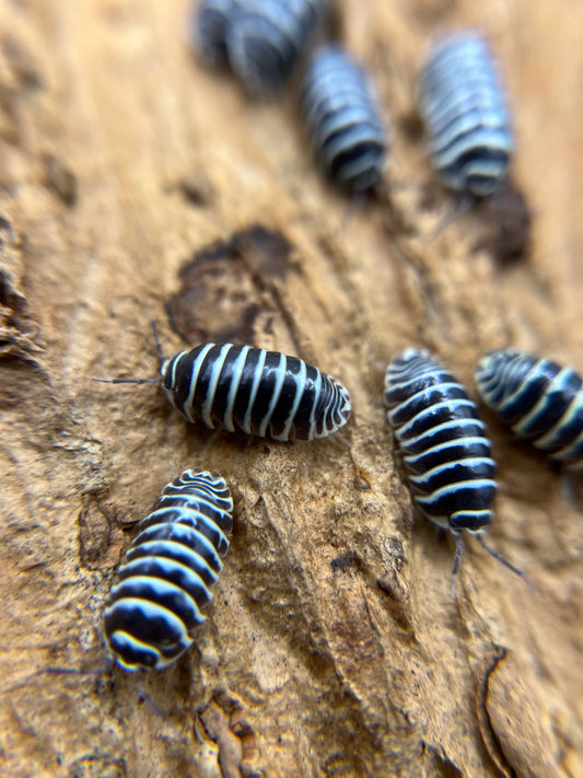 zebra isopods