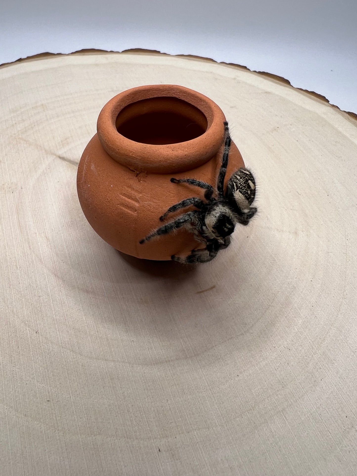 Large fairy garden jumping spider hide