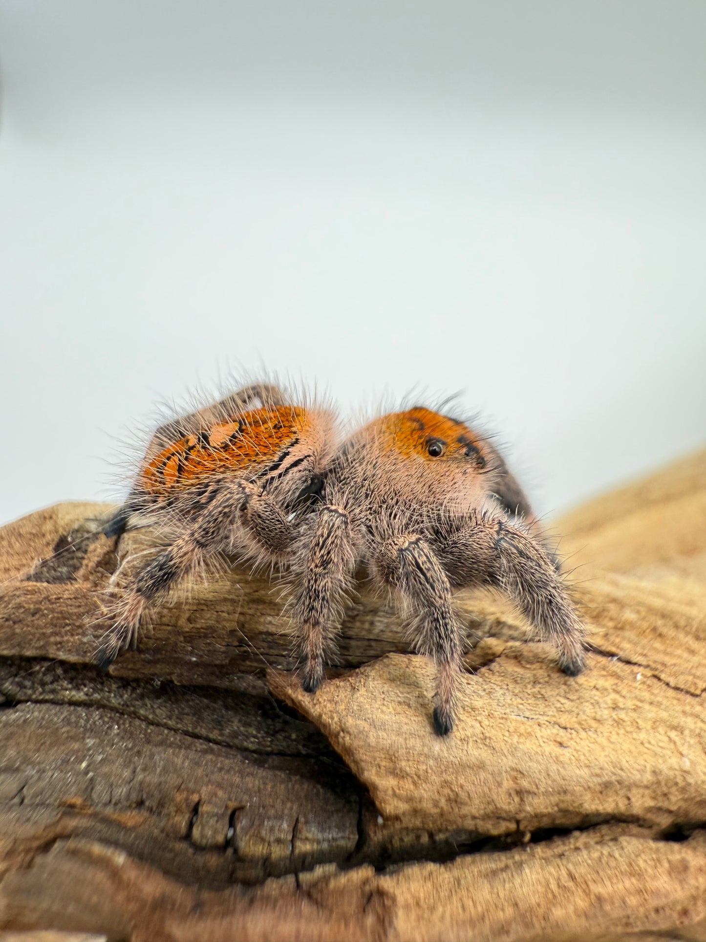 Phidippus Regius Everglades baby