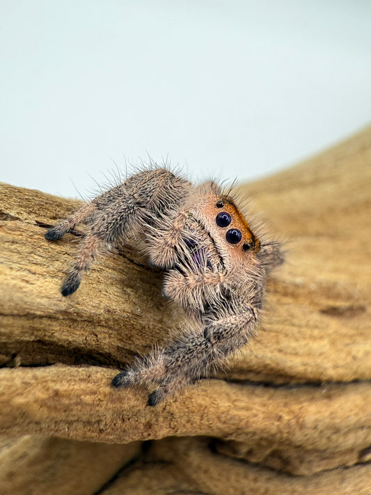 Phidippus Regius Everglades baby