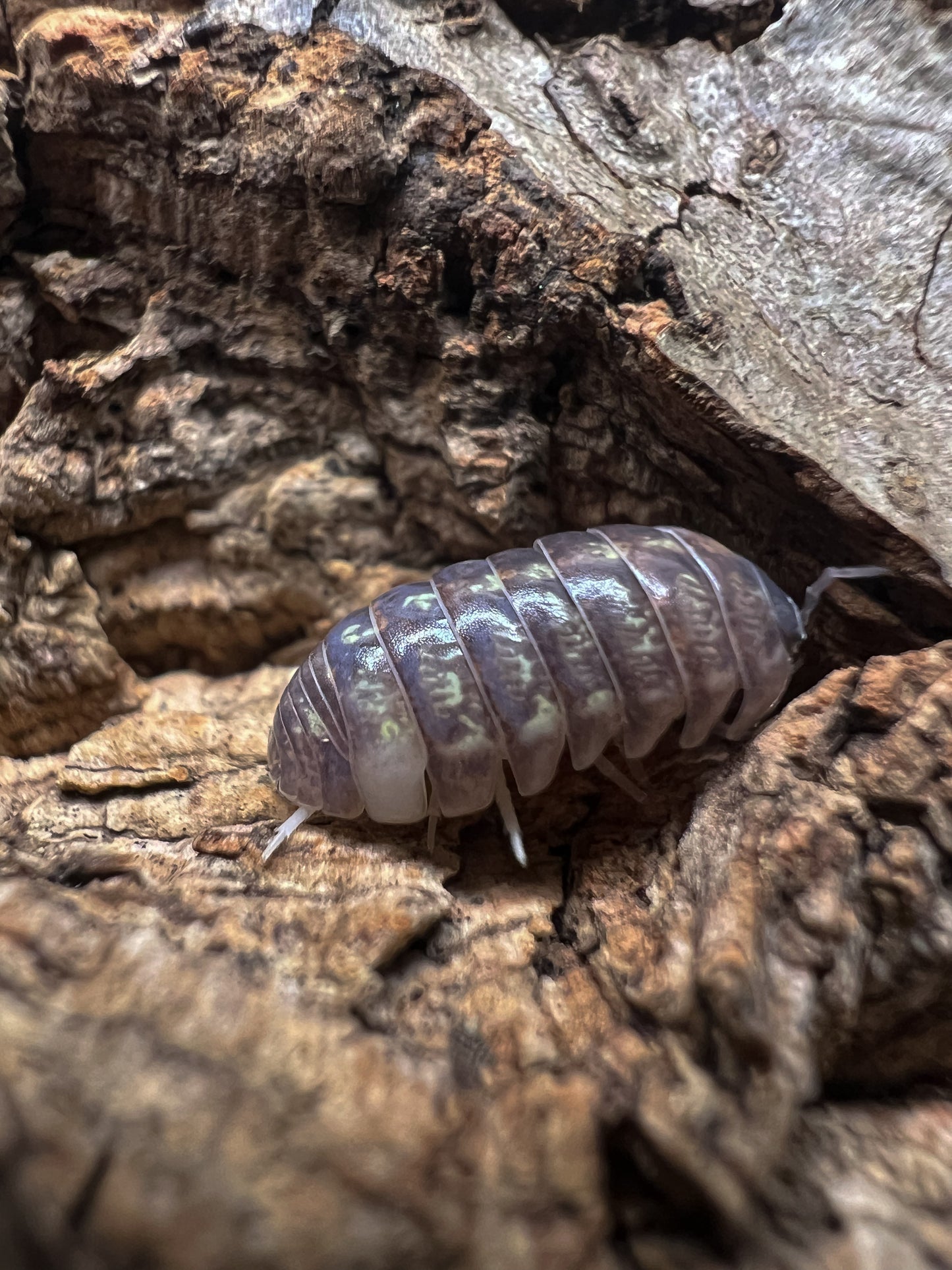 Armadilidium Vulgare