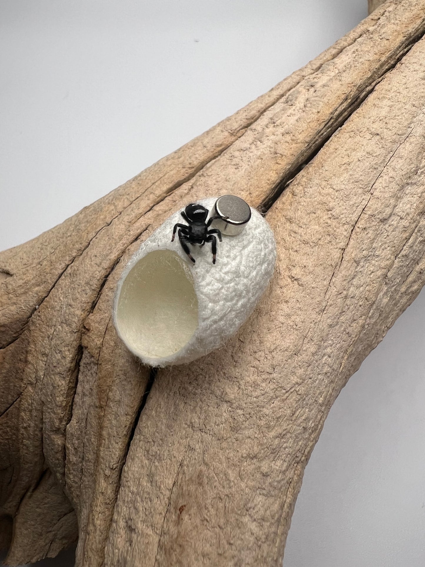 Silk jumping spider hides