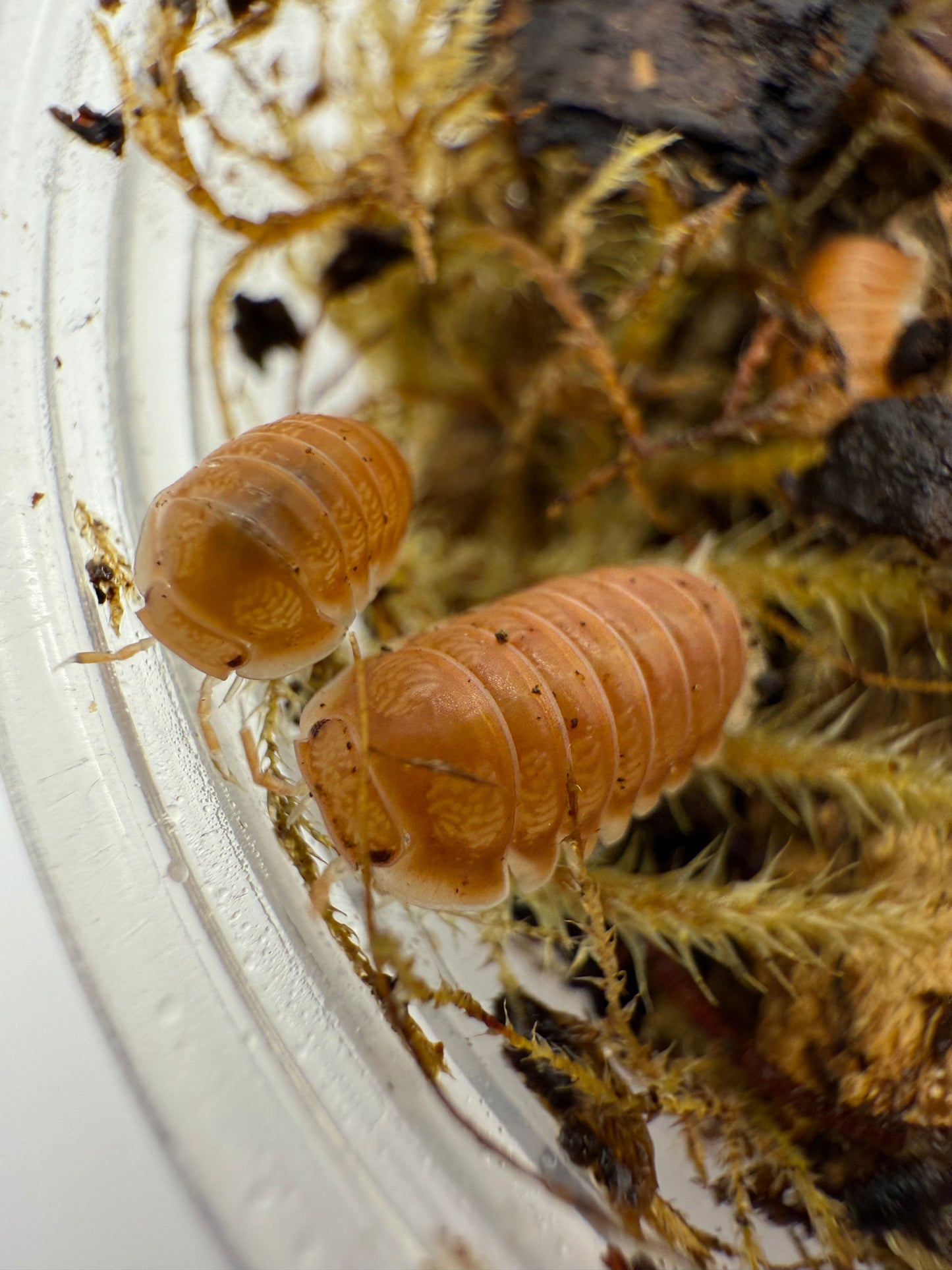 Cubaris Sp Citrus Panda