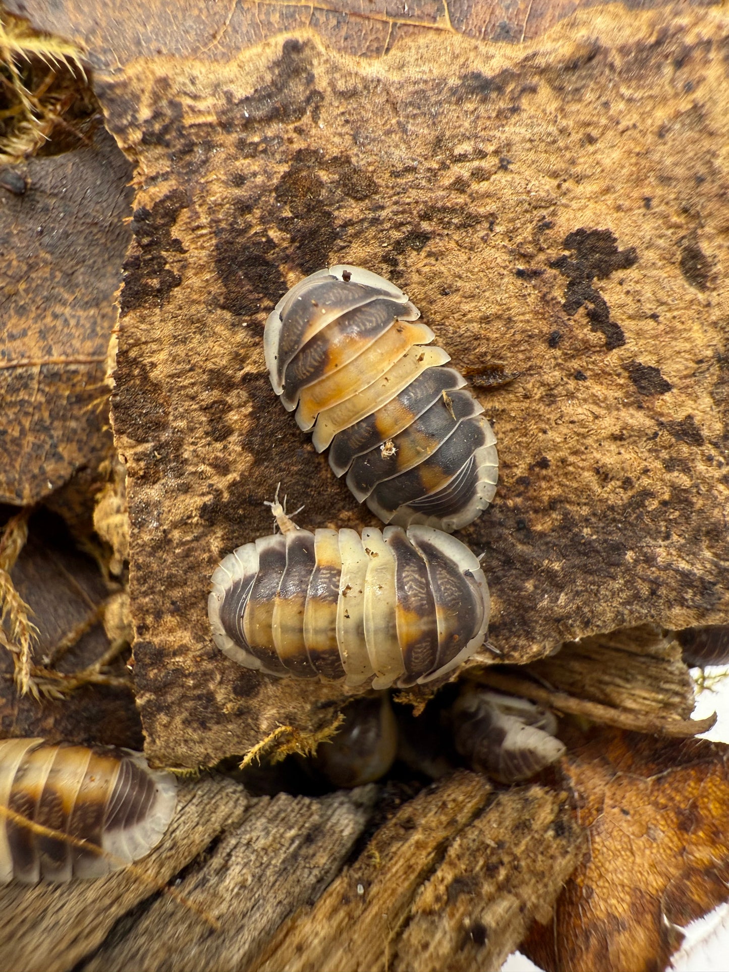 Cubaris Sp Cappuccino