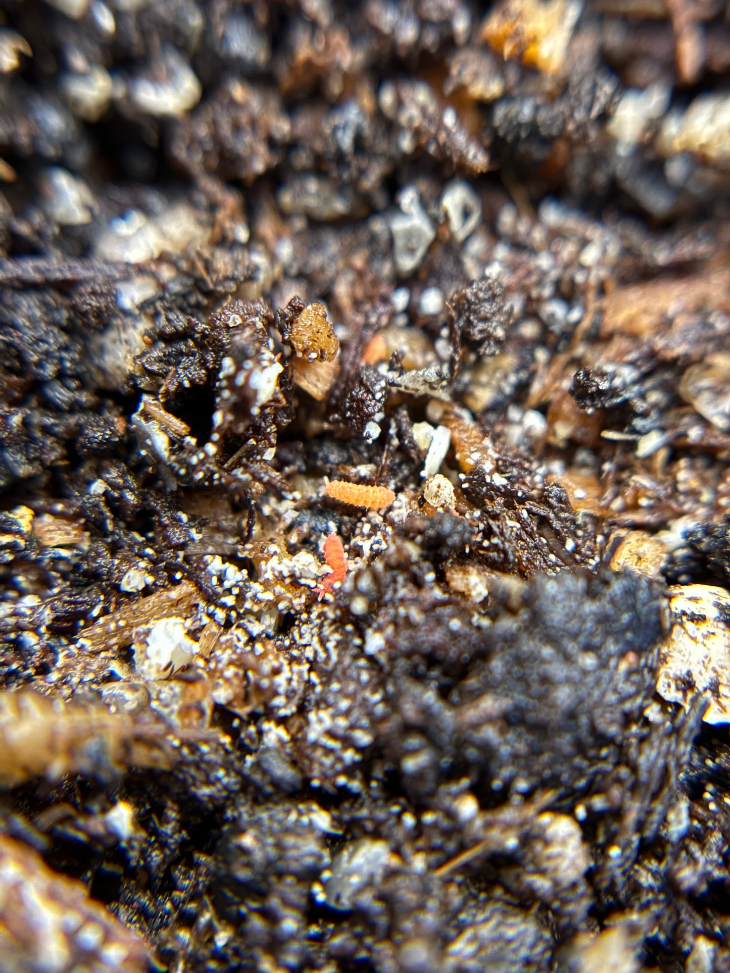 Orange Springtails