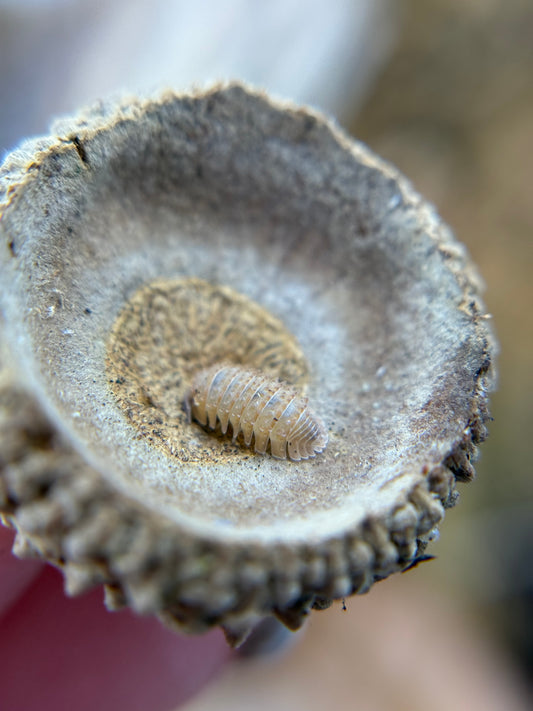 Cristarmadillidium Muricatum-Spiky Pineapple