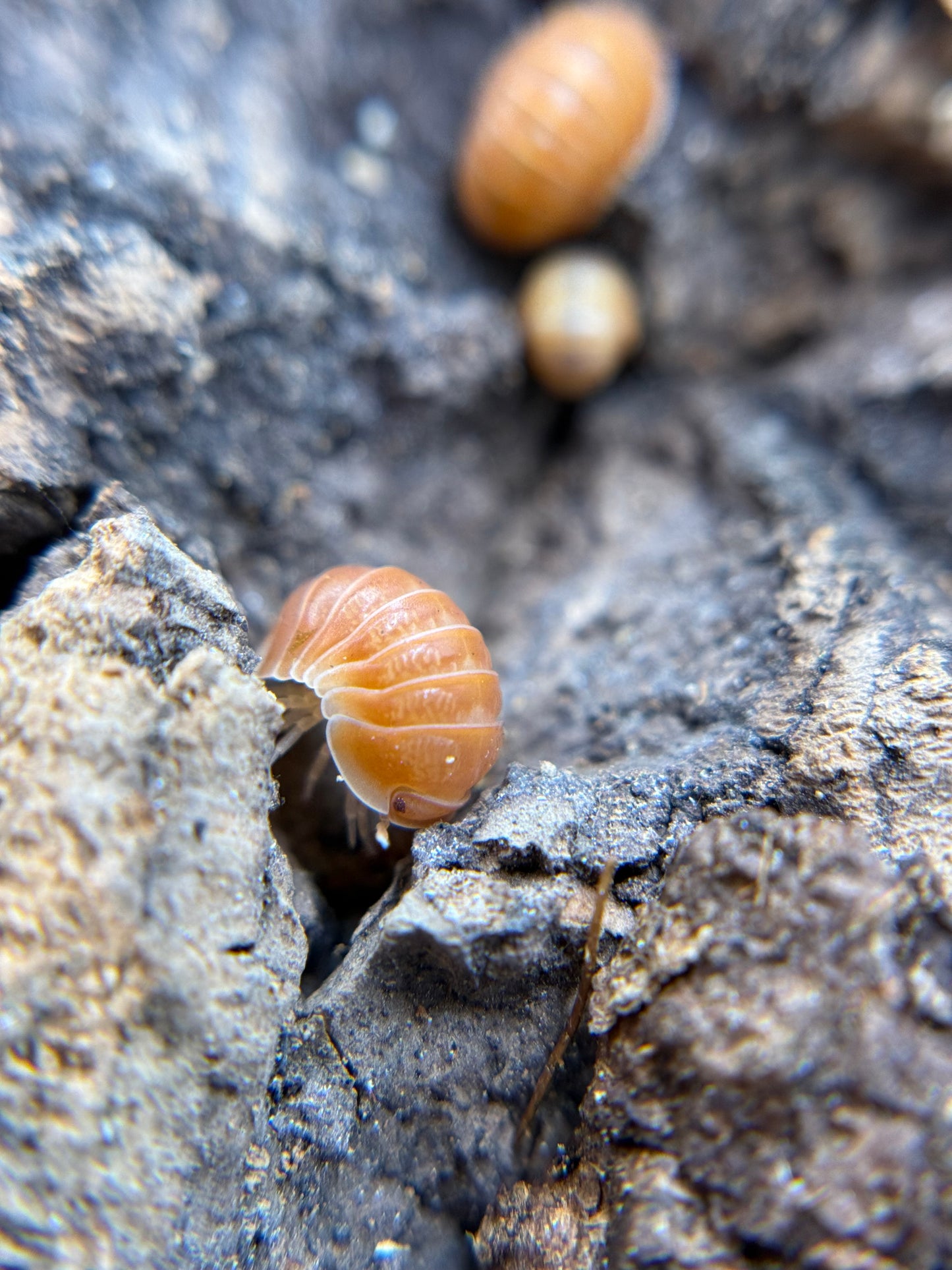 Cubaris Sp Citrus Panda