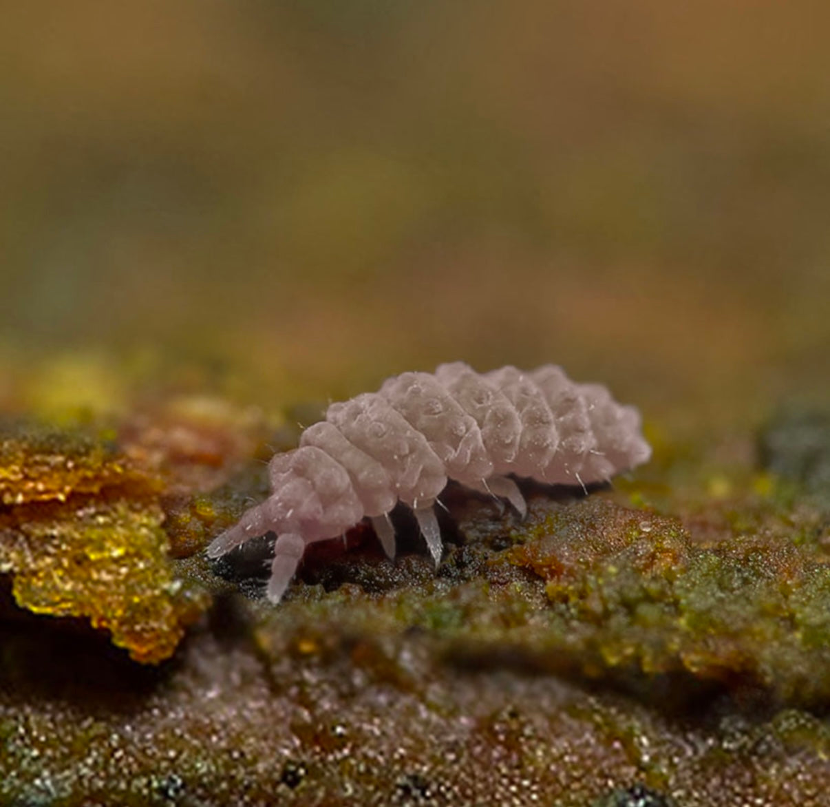 Lilac Springtails