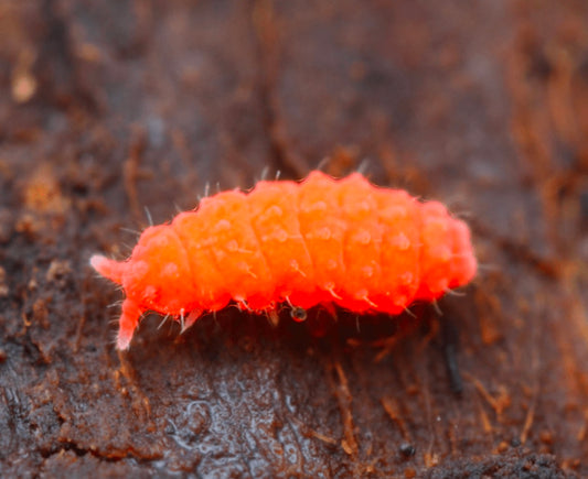 Orange Springtails