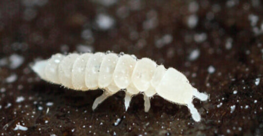 Silver & White springtail mix